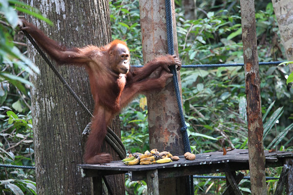 Orang Utan